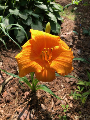IMG_1335.jpeg