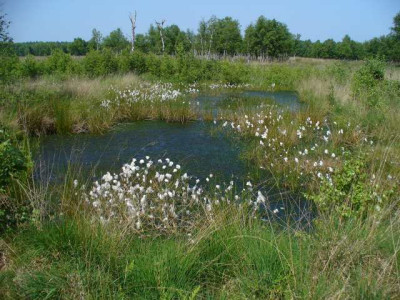 dosenmoor1.jpg