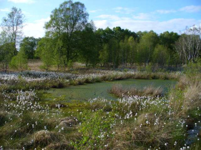 dosenmoor2.jpg