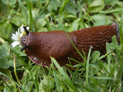 Nackte-Schnecke-06-07.jpg