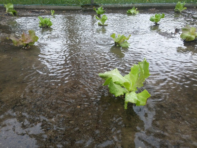 Wassersalat.jpg