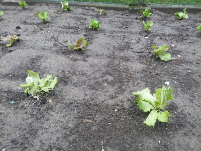 Salat Pflanzung trocken.jpg