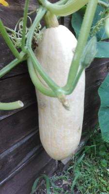 Pink Jumbo Banana.jpg