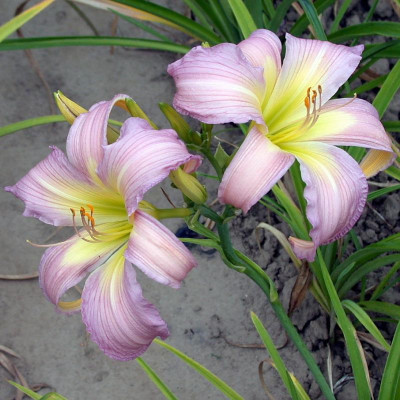 GT03-KR6.15 Trahlyta X Orchid Corsage#001.jpg