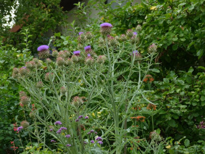 P1160005.JPG