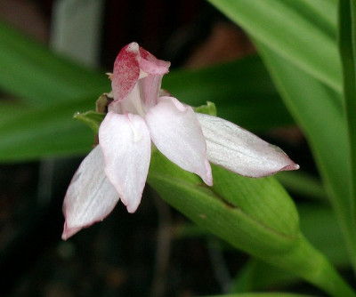 08310004_eRoscoea_alpina.JPG
