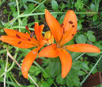 Lilium_weiss_nicht_welche_fars_2007.jpg