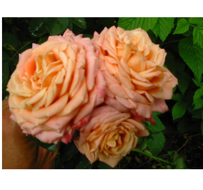 Unbekannte_apricot_1.jpg