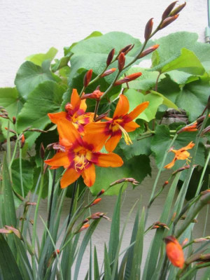 crocosmia Emily Mc Kenzie.jpg