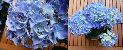 Hortensie.jpg