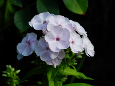 Apfelblüte 2018-07-31 01.jpg.JPG