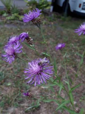 20190730_141236.jpg