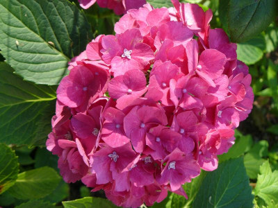 Hortensie.jpg