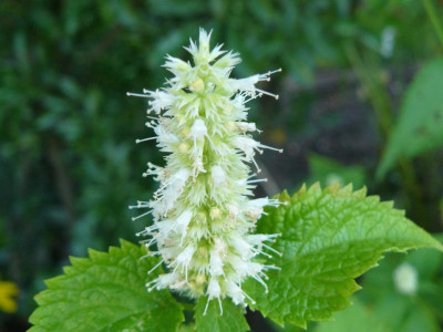 Agastache rugosa 'Alabaster'  weiße Koreaminze.jpg