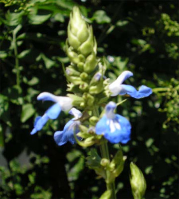 Salvia_uliginosa.JPG