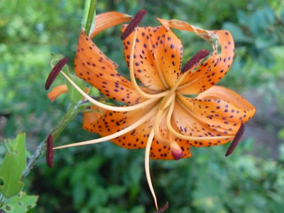 Lilium lancifolium var. splendens  (Glänzende Tiger-Lilie.jpg