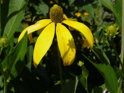 Rudbeckia nitida  Fallschirm Sonnenhut.jpg