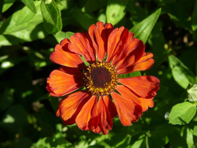 Helenium 1.jpg