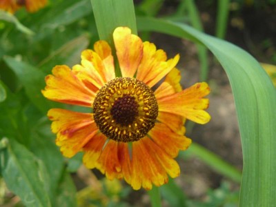 Helenium 2.jpg