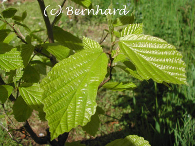 hamamelis_virginiana_fruehj.jpg