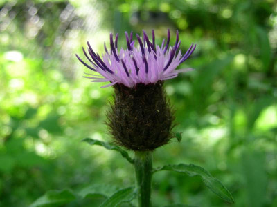 Centaurea nigra DSCN9808.JPG