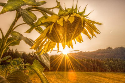 sonne5.jpg