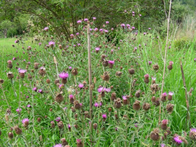 Centaurea nigra DSCN8427.JPG