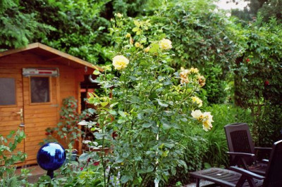 beste-rose.jpg
