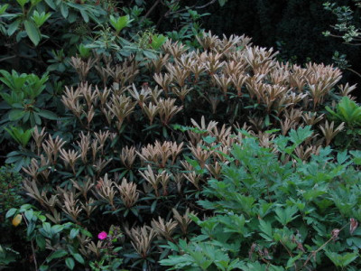 Rhodo_80.jpg