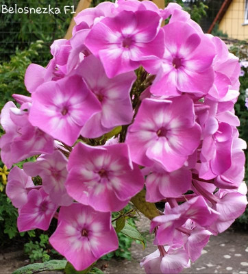 20190730_200007.jpg