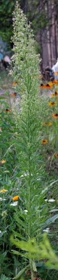 DSCF6810bearb.JPG