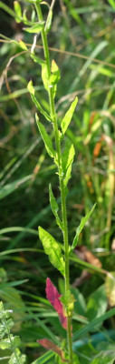 DSCF6816bearb.JPG
