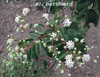 heptacodium2.jpg