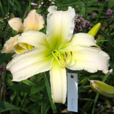 GT11-GA32d (GT08-KLbb16 X Flibbertigibbet)_1294	.jpg