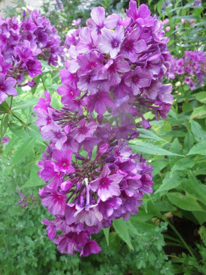 Phlox 'Mister X'_8471.jpg