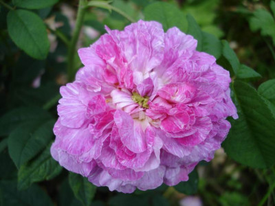 Incomparable_dAuteuil.JPG