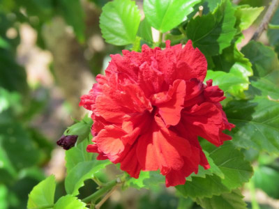 Hibiskus Normanton.JPG