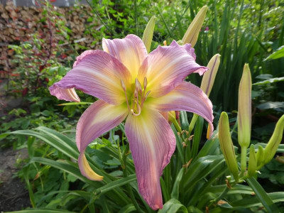 Berleyer Blauer Chiffonschal 190731.JPG