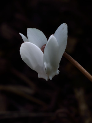 DSC_8838-erstes C-hederifolium_010.JPG