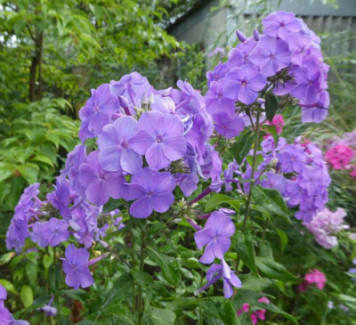 20190731_223649.jpg