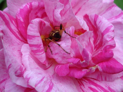 Rosa_Mundi2a1.jpg