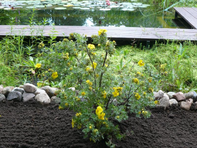 Potentilla fruticosa Goldteppich Fingerstrauch.jpg