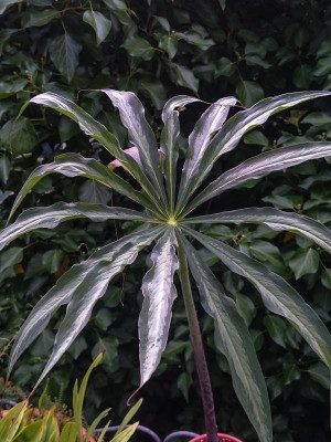 Arisaema consanguineum Siren's Song (1 von 2).jpg
