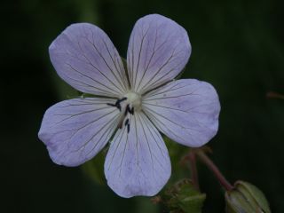 pratense_05.07.jpg