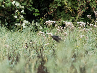 Schwalbe-Aug0219_098.jpg