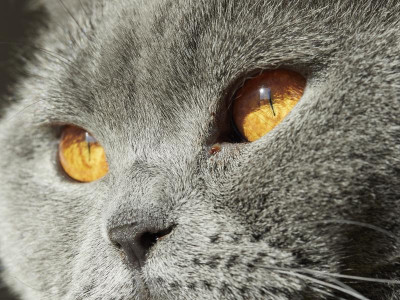 P7040725 Kazenauge Katze-.jpg