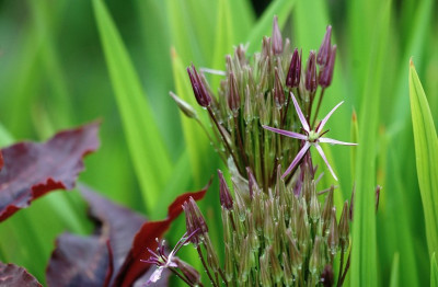 Allium_1_21-05-2007.jpg
