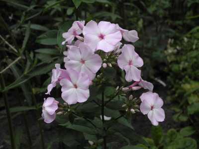 Molodost 2019-07-19 DSCN4735.jpg
