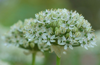 Allium_2_21-05-2007.jpg