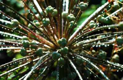 Allium_1_19-06-2007.jpg